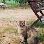 Tiny House Am Waldrand *