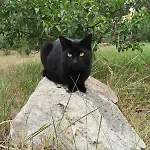 Tiny House Am Waldrand Heideblick