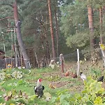 Tiny House Am Waldrand *