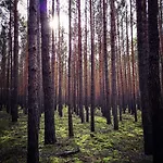 Tiny House Am Waldrand Ferienhaus Heideblick