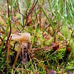 Tiny House Am Waldrand Ferienhaus *