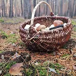 Ferienhaus Tiny House Am Waldrand Heideblick