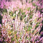 Tiny House Am Waldrand * Heideblick