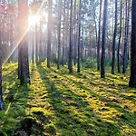 Tiny House Am Waldrand Ferienhaus