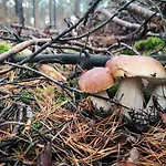Ferienhaus Tiny House Am Waldrand
