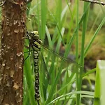 Ferienhaus Tiny House Am Waldrand *