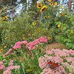 Ferienhaus Tiny House Am Waldrand Heideblick