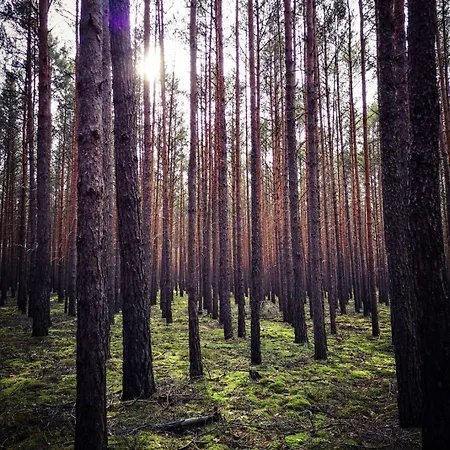 Tiny House Am Waldrand Holiday home Heideblick