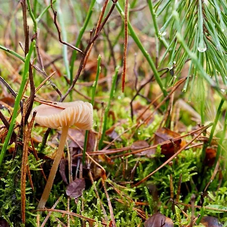Tiny House Am Waldrand Holiday home *