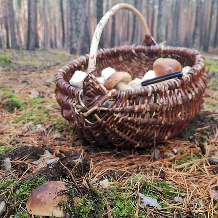 Holiday home Tiny House Am Waldrand Heideblick