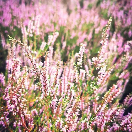 Tiny House Am Waldrand * Heideblick