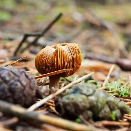 Tiny House Am Waldrand Heideblick
