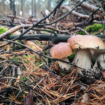 Holiday home Tiny House Am Waldrand