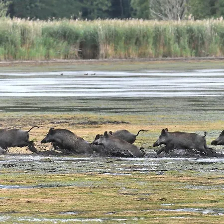 Tiny House Am Waldrand