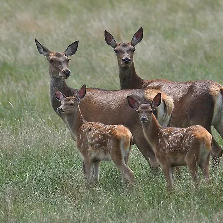 Holiday home Tiny House Am Waldrand