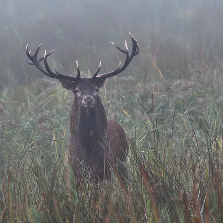 Tiny House Am Waldrand بيت للعطل *