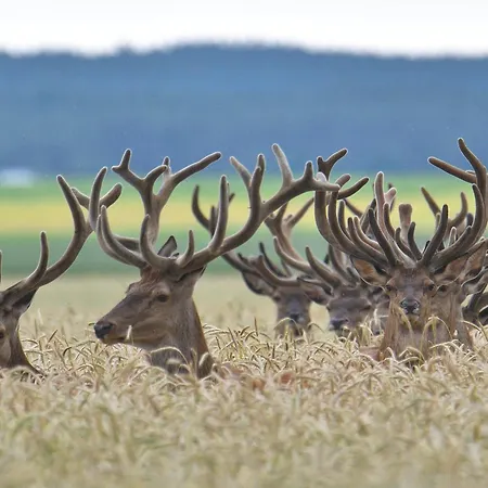 Tiny House Am Waldrand *