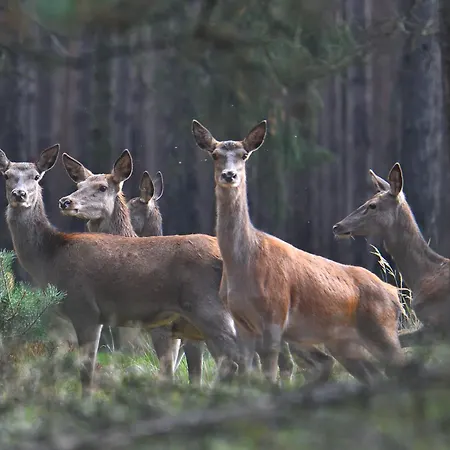 Tiny House Am Waldrand بيت للعطل