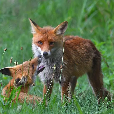 Tiny House Am Waldrand Heideblick