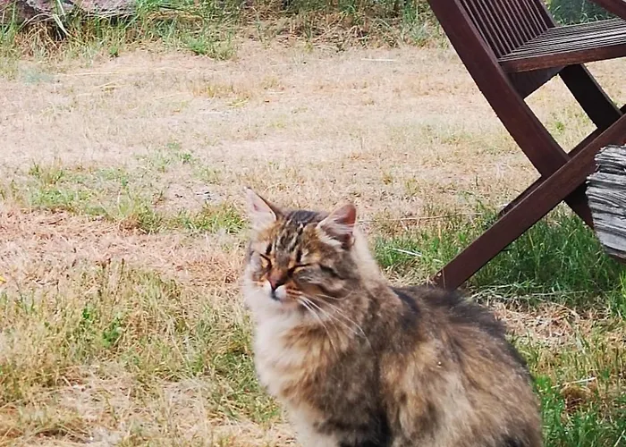 Tiny House Am Waldrand *
