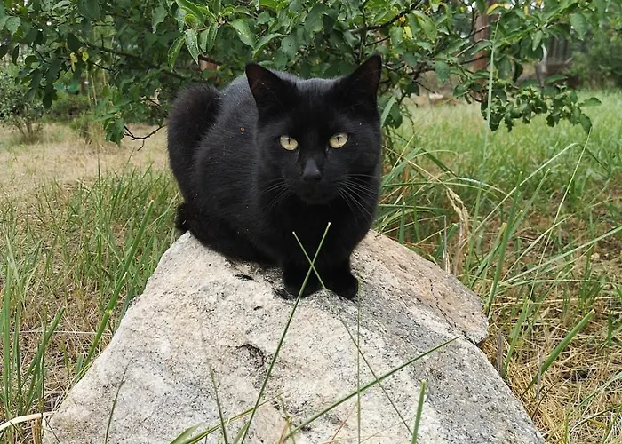 Tiny House Am Waldrand Heideblick