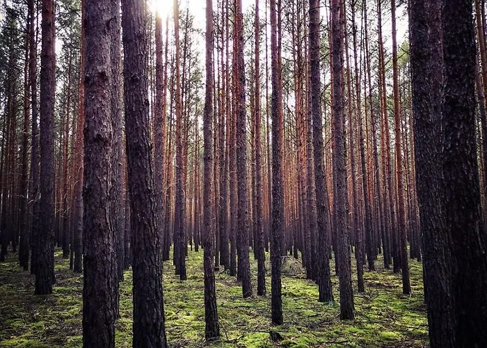 Tiny House Am Waldrand Holiday home Heideblick
