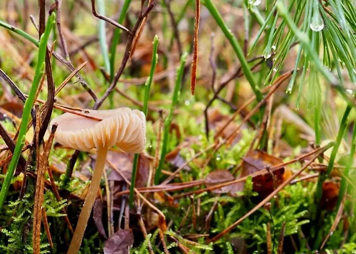 Tiny House Am Waldrand بيت للعطل *