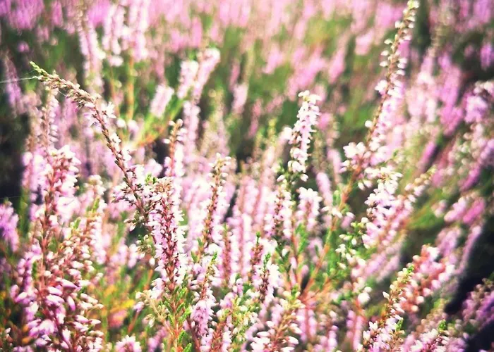 Tiny House Am Waldrand * Heideblick