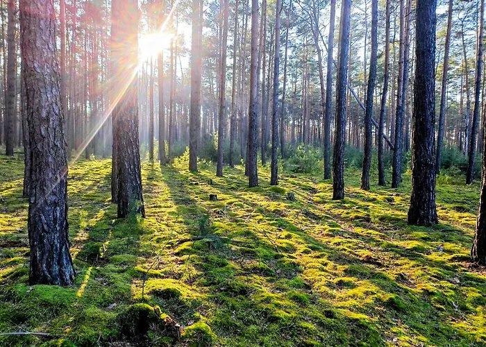 Tiny House Am Waldrand Holiday home