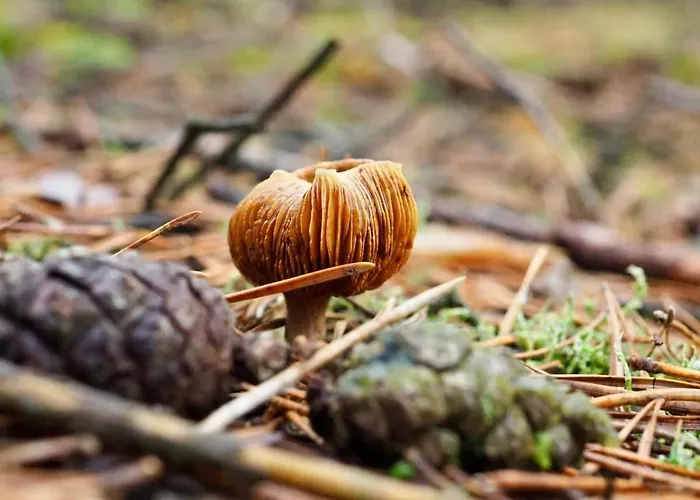 Tiny House Am Waldrand Heideblick