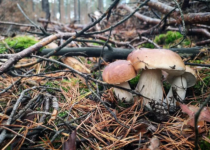 Holiday home Tiny House Am Waldrand