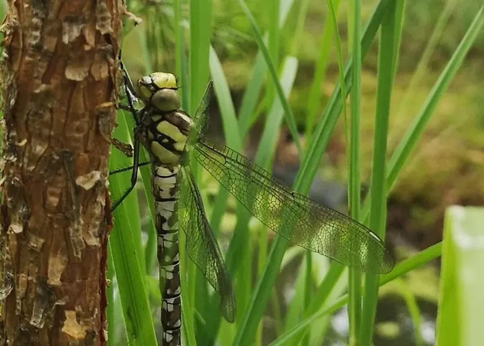 Holiday home Tiny House Am Waldrand *