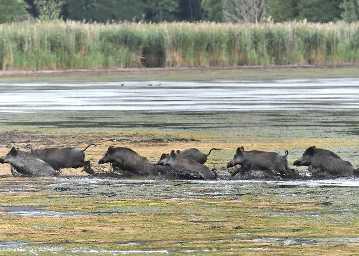 Tiny House Am Waldrand