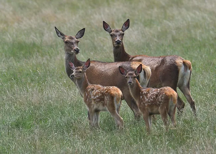بيت للعطل Tiny House Am Waldrand