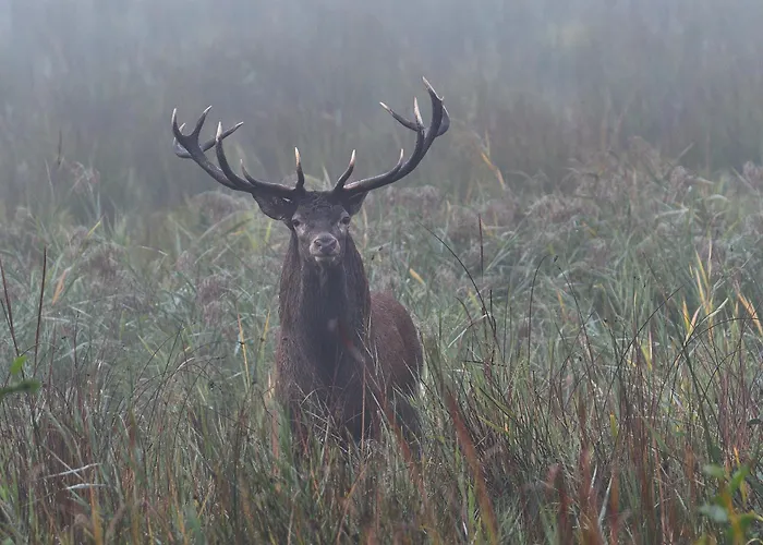 Tiny House Am Waldrand Holiday home *