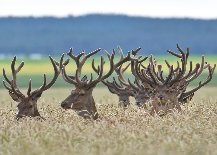 Tiny House Am Waldrand *