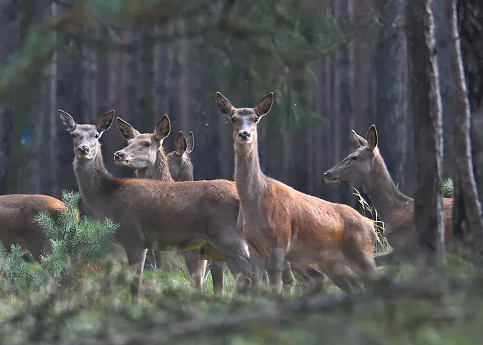 Tiny House Am Waldrand Holiday home