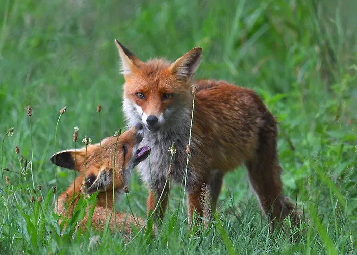 Tiny House Am Waldrand Heideblick